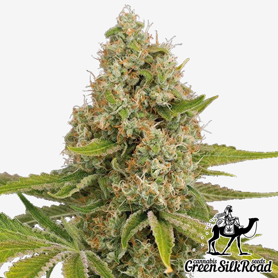 Семена каннабиса  OG Kush feminised Green Silk Road Seeds