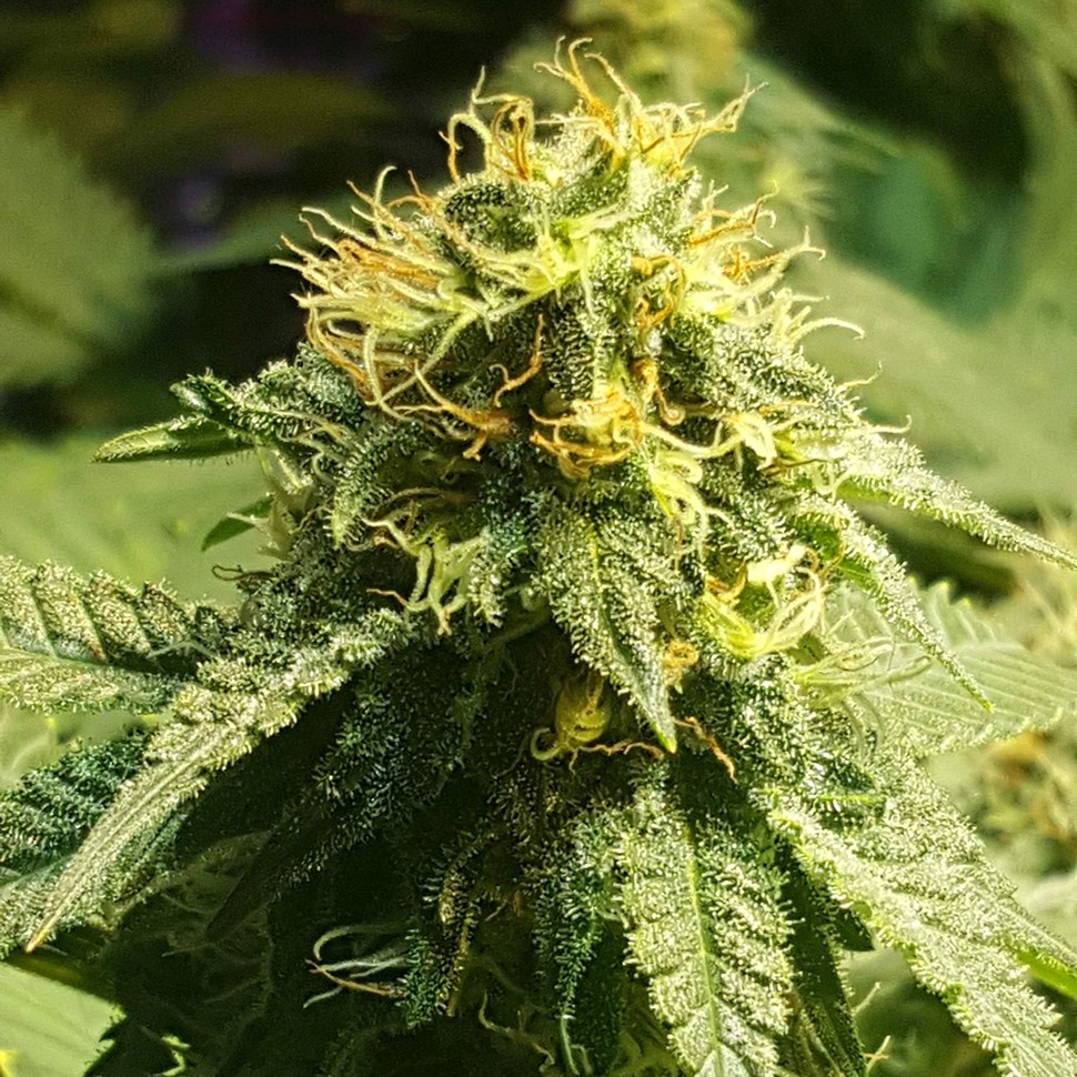 Семена Jamaica Blueberry regular Ganja Seeds