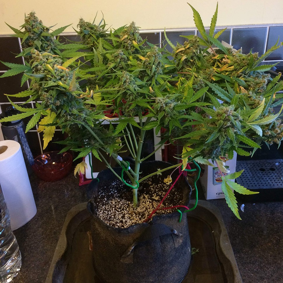 Семена Purple Ryder regular Ganja Seeds