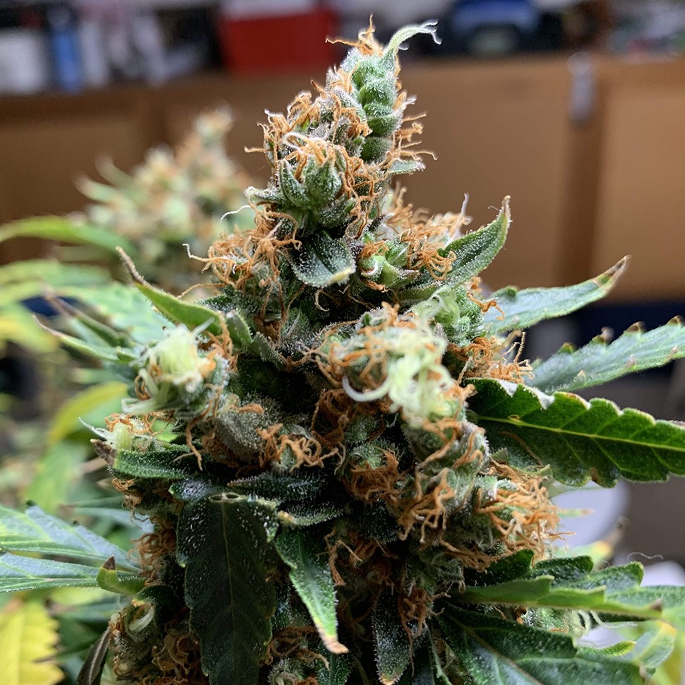 Семена Critical feminised Victory Seeds