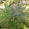 Семена ганжа  Super Critical feminised Ganja Seeds