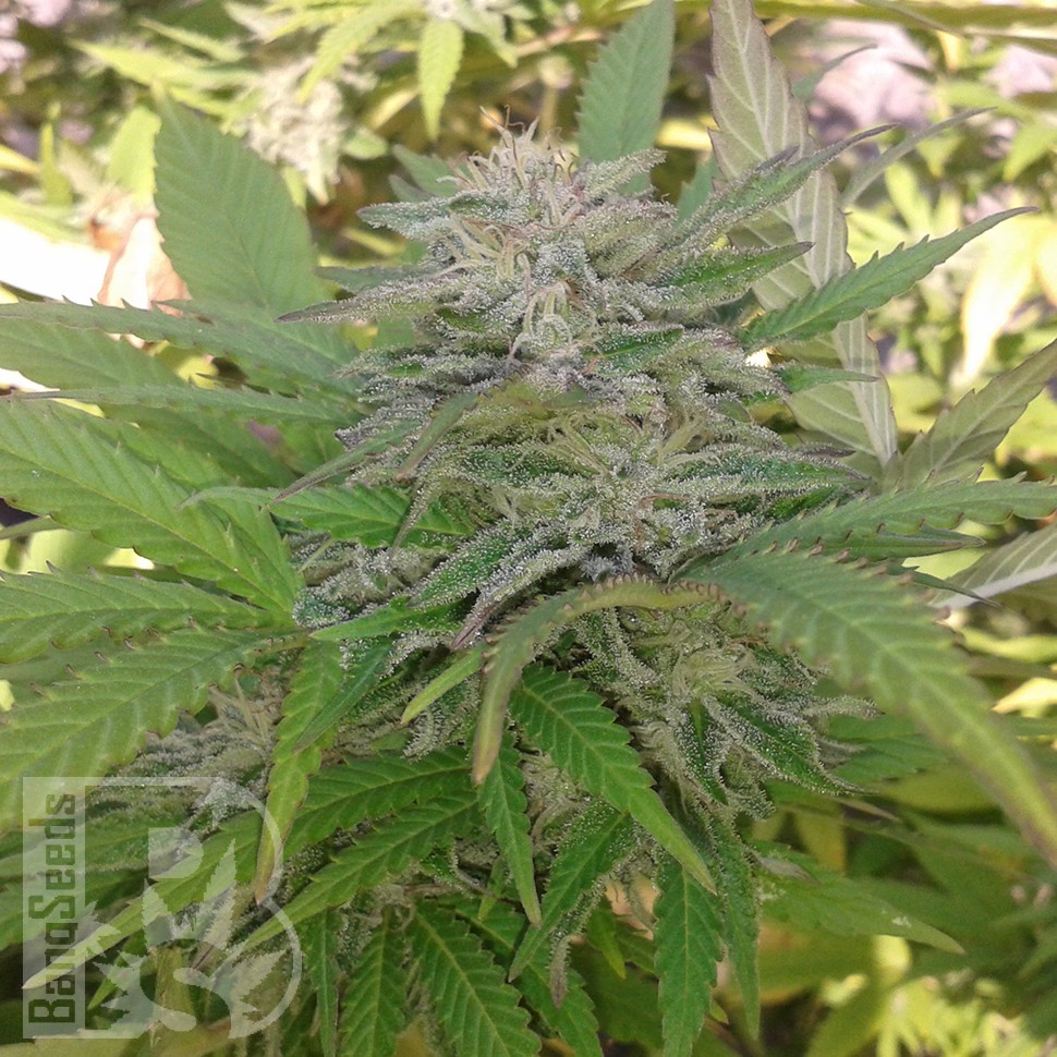 Семена ганжа  Super Critical feminised Ganja Seeds