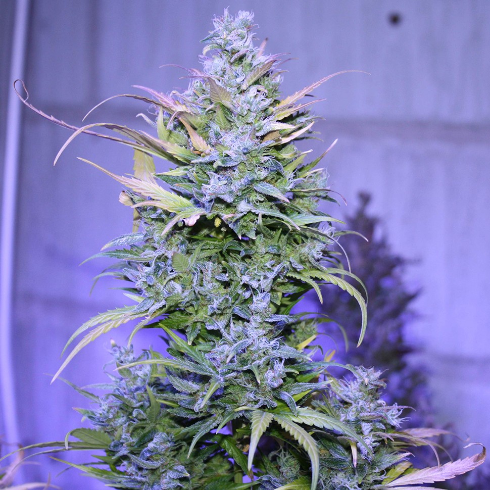 Семена каннабиса  Auto AK 47 regular Ganja Seeds