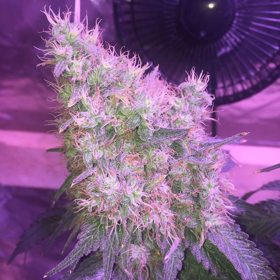Семена каннабиса  Northern Lights feminised Victory Seeds