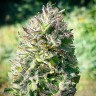 Семена марихуаны  Super Silver feminised Ganja Seeds