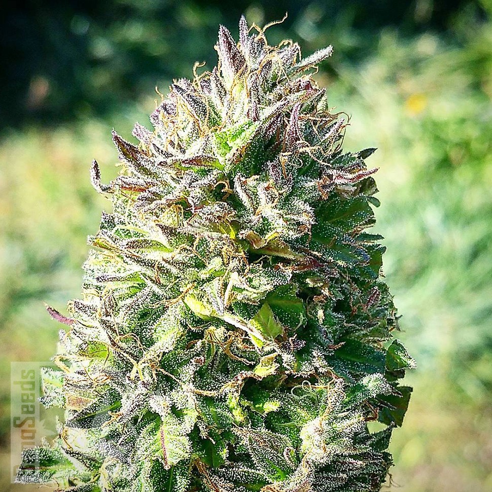 Семена марихуаны  Super Silver feminised Ganja Seeds