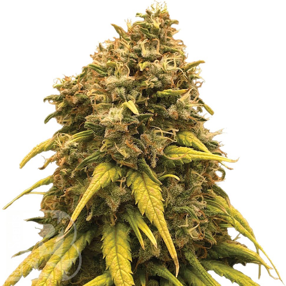 Семена марихуаны  Super Silver feminised Ganja Seeds