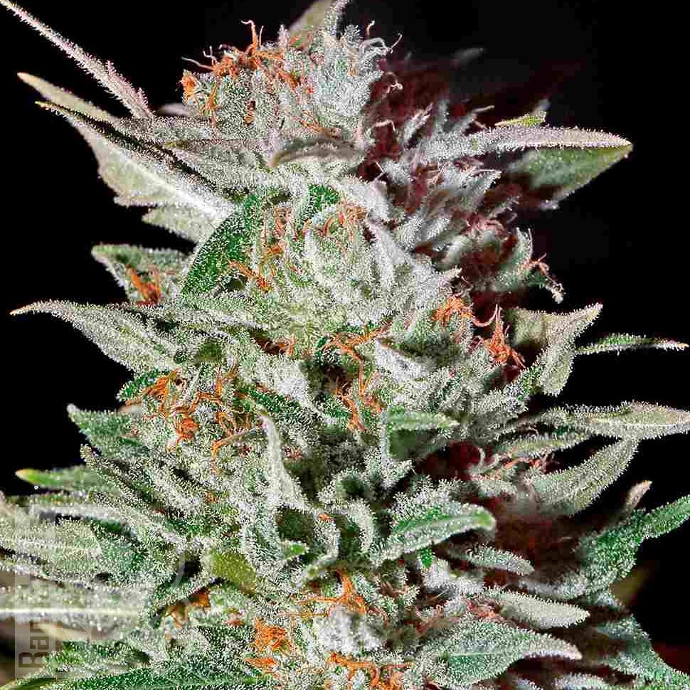 Семена марихуаны Super Silver feminised Ganja Seeds