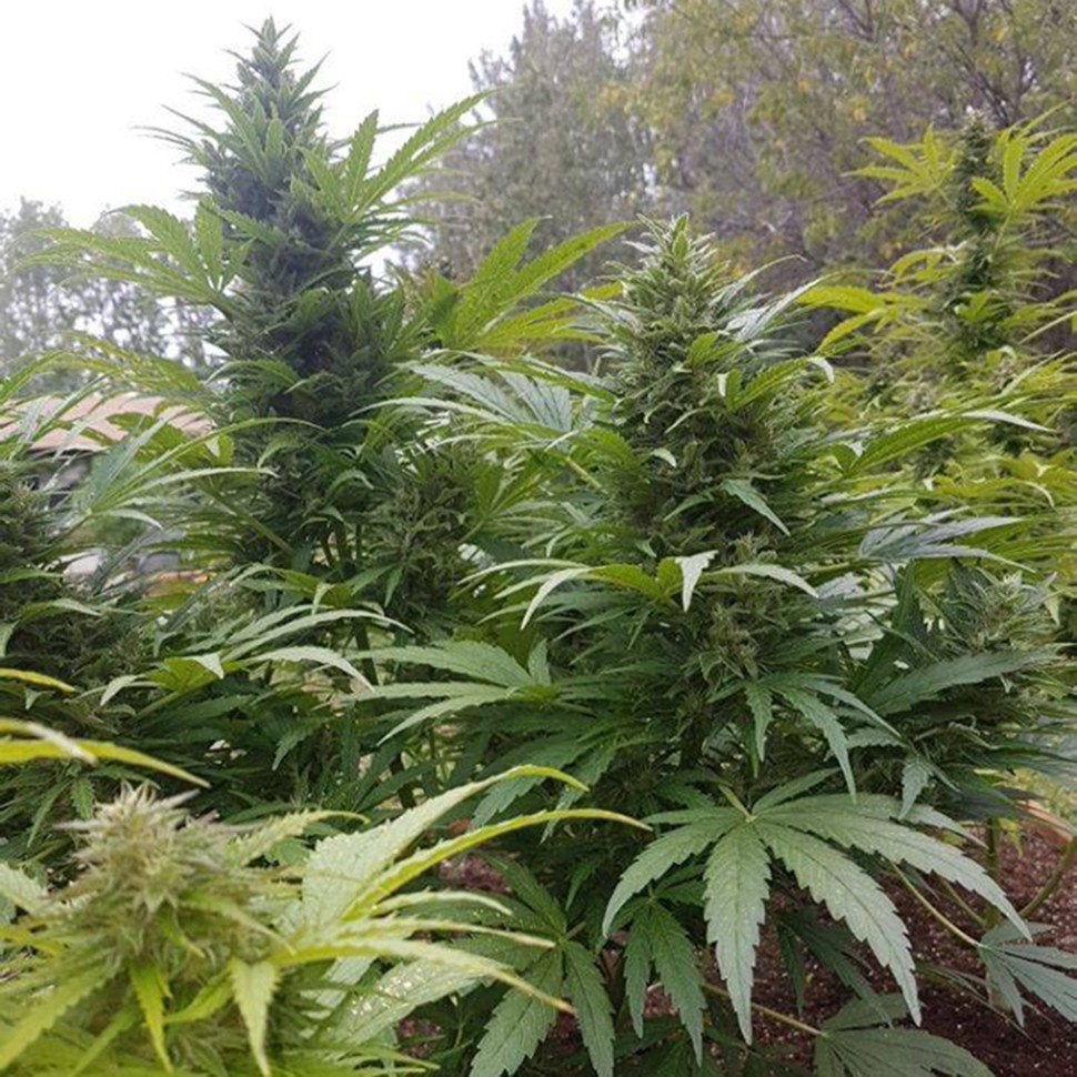 Семена марихуаны Original Afghani regular Ganja Seeds