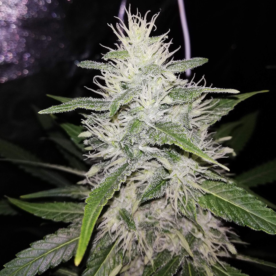 Семена ганжа  Alter Ego feminised Neuro Seeds