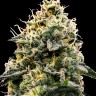 Семена марихуаны  Auto Think Big feminised Ganja Seeds
