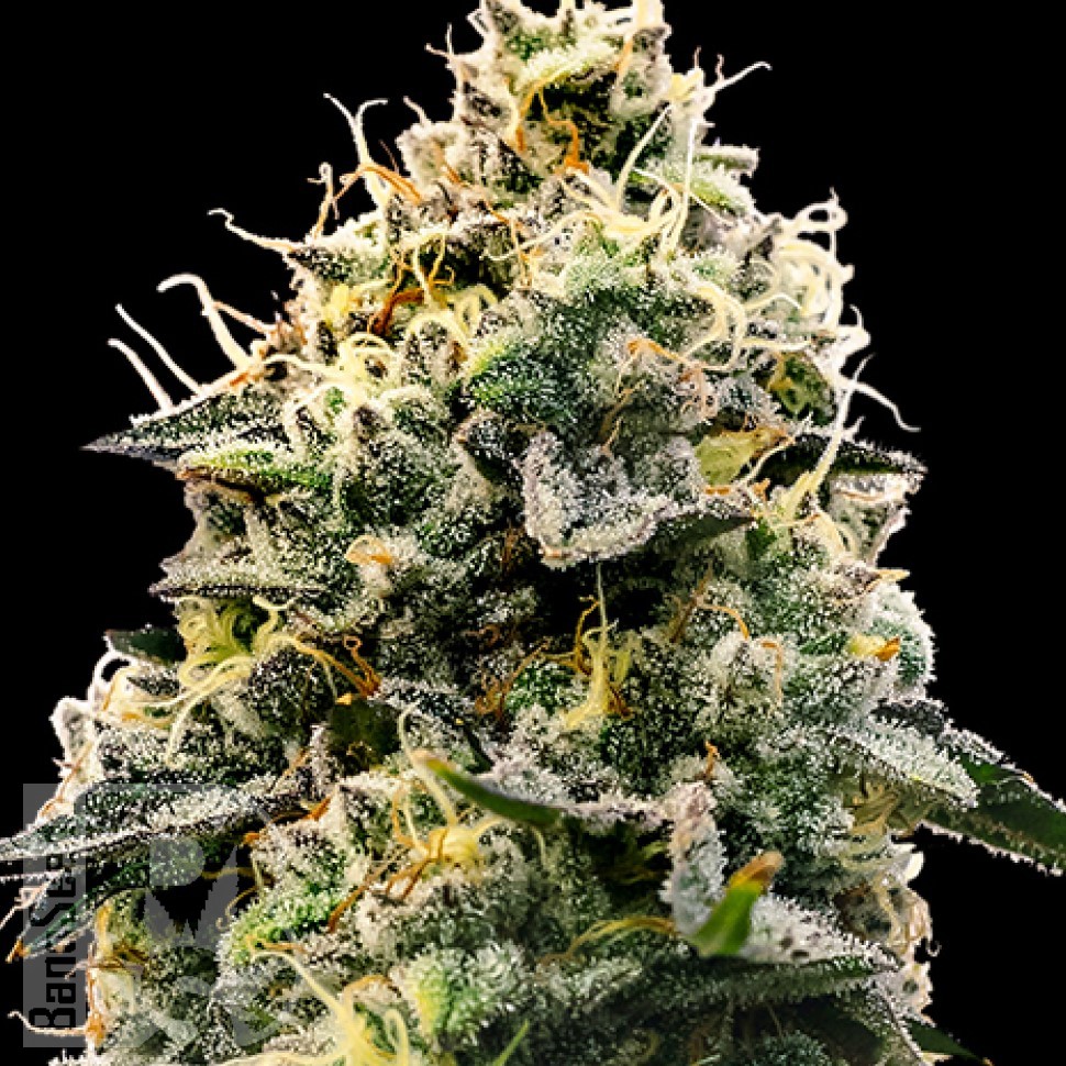 Семена марихуаны  Auto Think Big feminised Ganja Seeds