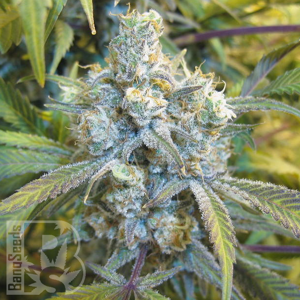 Семена ганжа Super Silver Haze feminised Ganja Seeds